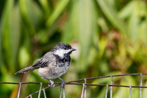 Fledgling Black-capped Chickadee by Alan Vernon. is licensed under CC BY-NC-SA 2.0